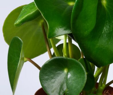 Peperomia