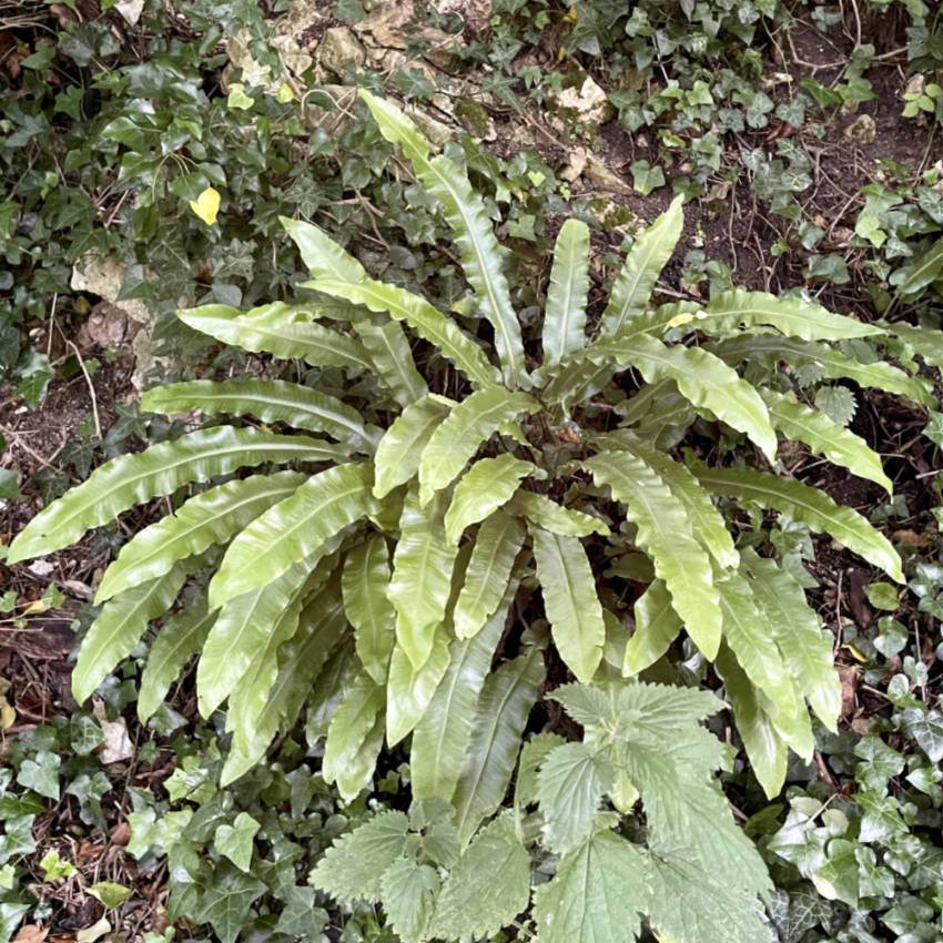 Asplenium Scolopendrium – Fern in the Wild