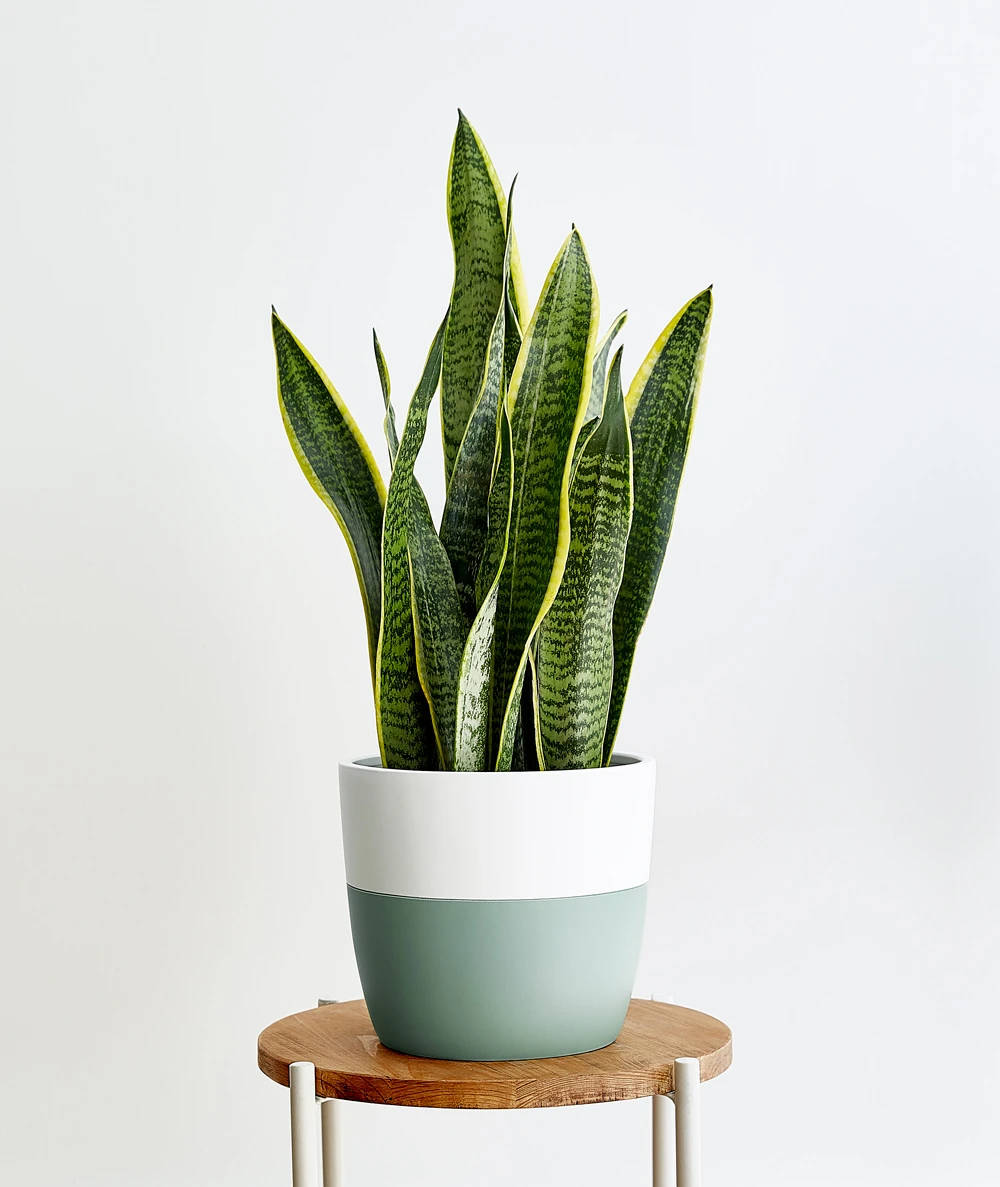 snake plant