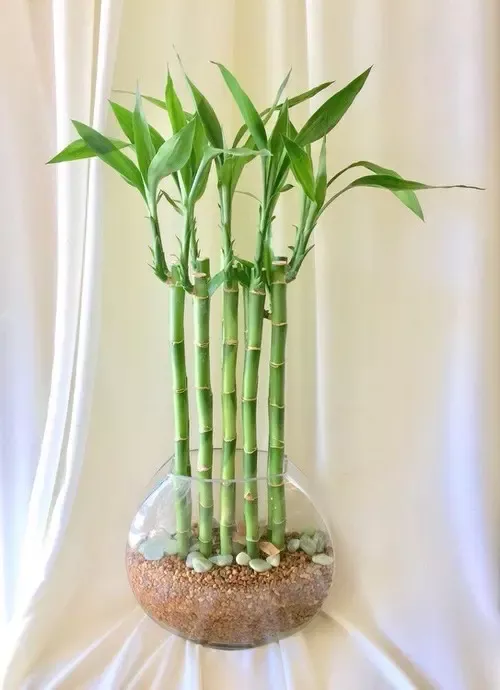 lucky bamboo