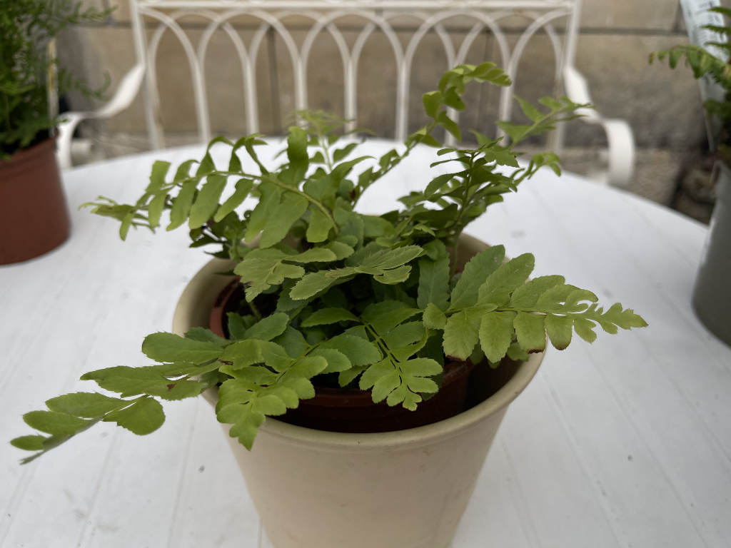 Christmas Fern Acrostichoides