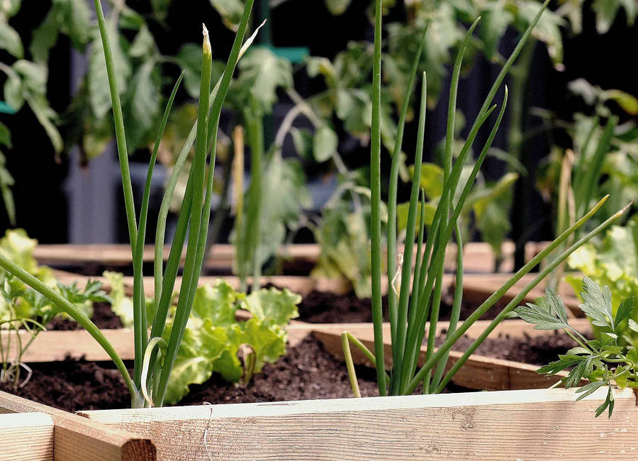 Leafy green and scallion