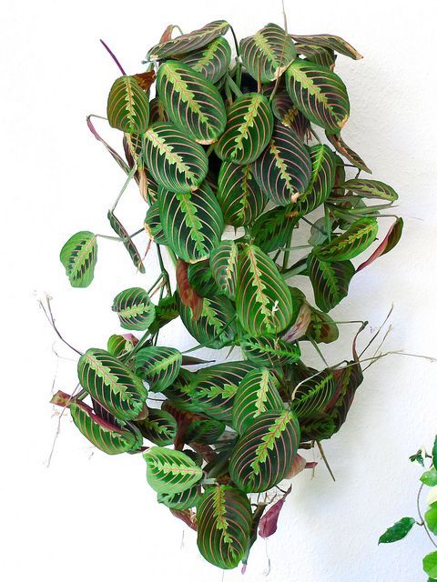 Red prayer plant