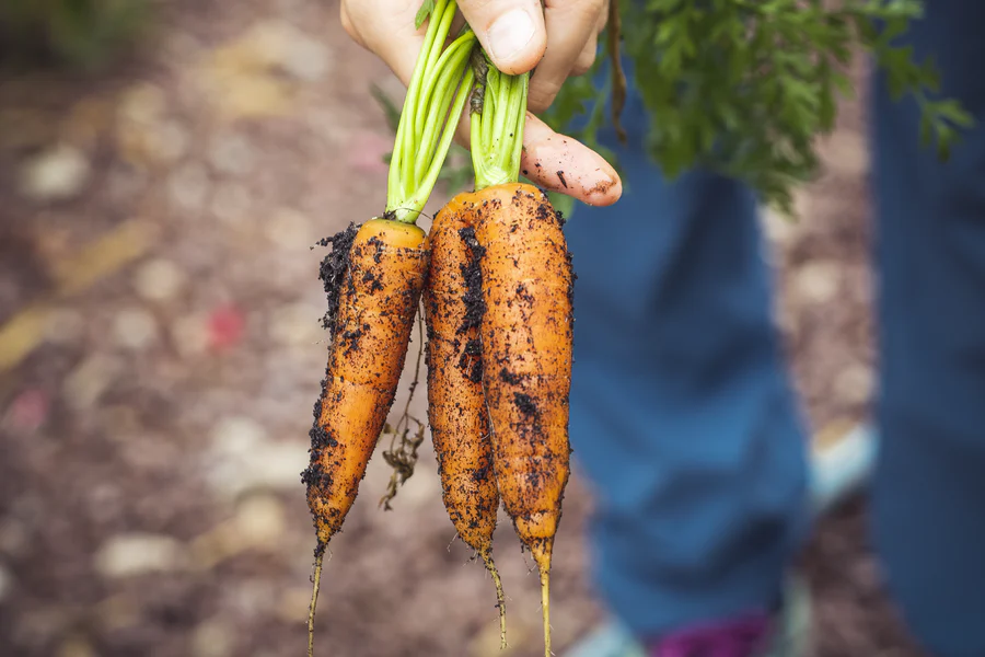 Carrots