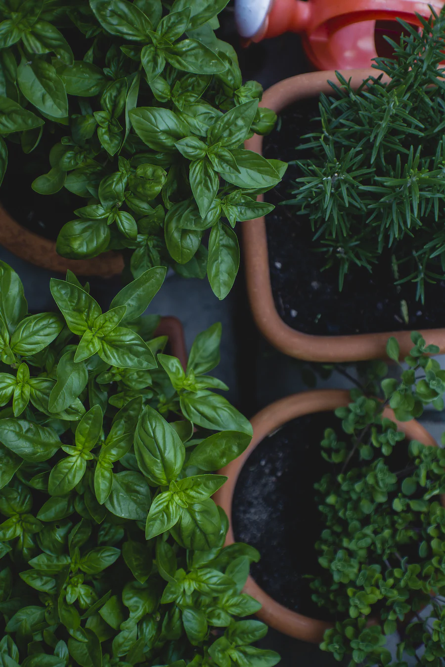 Herbs in Pots