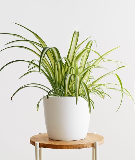 spider plant