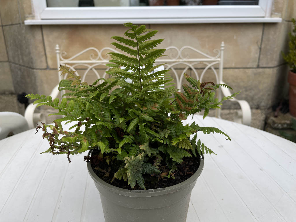 Dryopteris Jurassic Gold