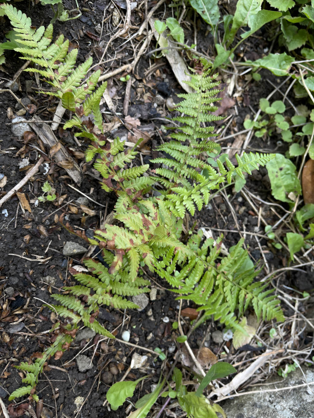 Dryopteris filix-mas British