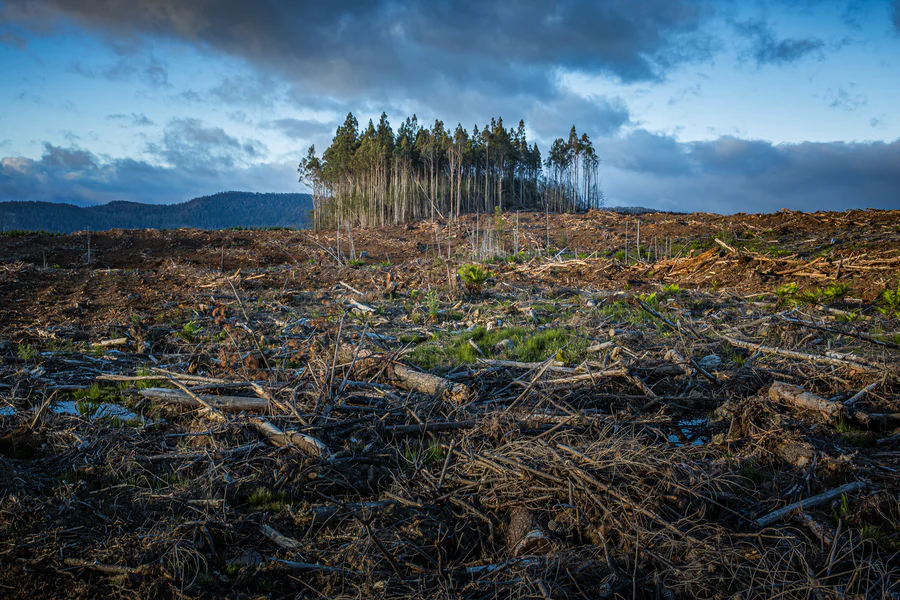 Deforestation